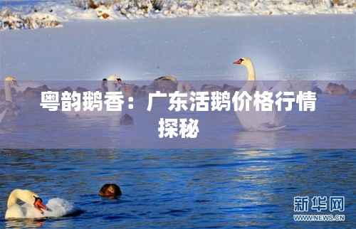 粤韵鹅香:广东活鹅价格行情探秘