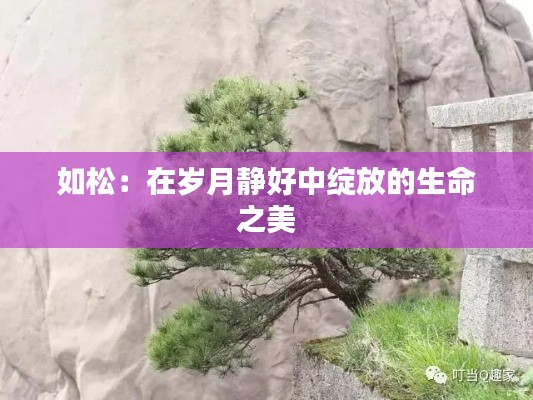 如松:在岁月静好中绽放的生命之美