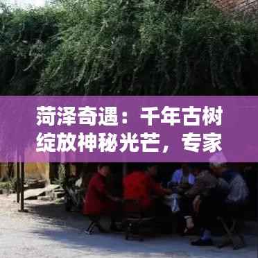 菏泽奇遇:千年古树绽放神秘光芒,专家揭秘自然奇观