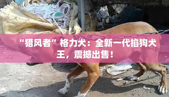 “猎风者”格力犬:全新一代掐狗犬王,震撼出售!