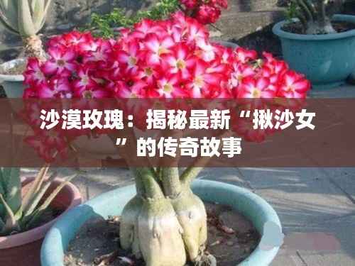 沙漠玫瑰:揭秘最新“揪沙女”的传奇故事