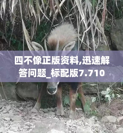 四不像正版资料,迅速解答问题_标配版7.710