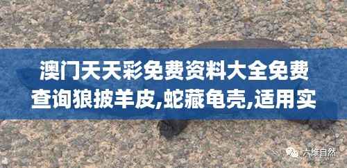 澳门天天彩免费资料大全免费查询狼披羊皮,蛇藏龟壳,适用实施策略_4K10.294