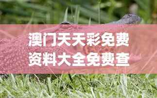 澳门天天彩免费资料大全免费查询狼披羊皮,蛇藏龟壳,适用实施策略_4K10.294