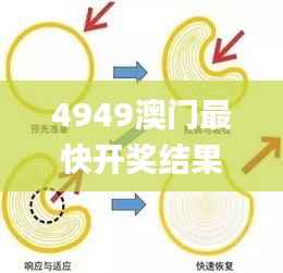 4949澳门最快开奖结果,权威分析解释定义_动态版97.750