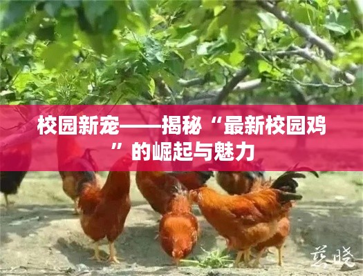 校园新宠——揭秘“最新校园鸡”的崛起与魅力