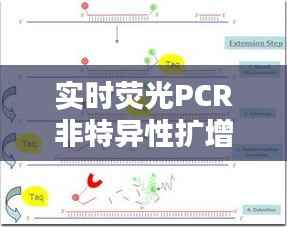 实时荧光PCR非特异性扩增的挑战与应对策略