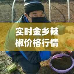 实时金乡辣椒价格行情解析：市场波动与种植趋势