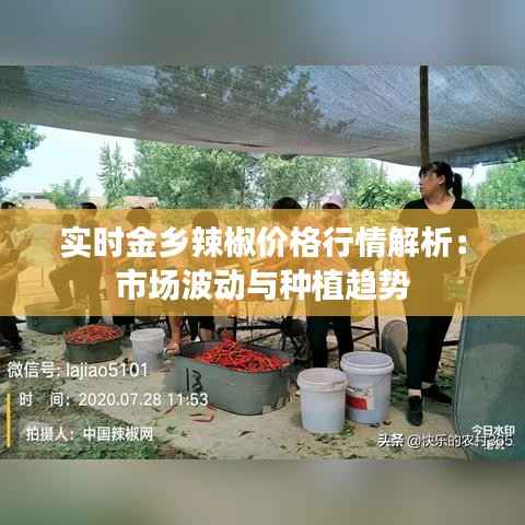 实时金乡辣椒价格行情解析:市场波动与种植趋势