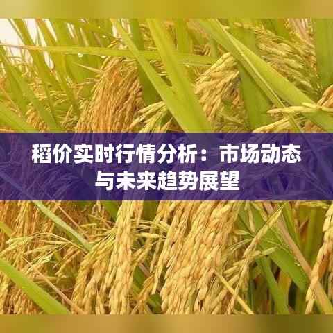 稻价实时行情分析:市场动态与未来趋势展望