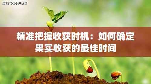 精准把握收获时机:如何确定果实收获的最佳时间