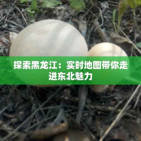 探索黑龙江:实时地图带你走进东北魅力