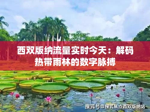 西双版纳流量实时今天:解码热带雨林的数字脉搏