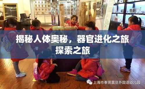 揭秘人体奥秘,器官进化之旅探索之旅