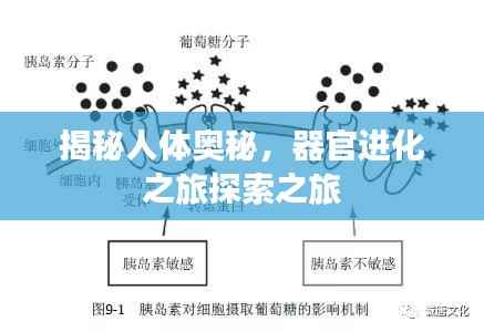 揭秘人体奥秘,器官进化之旅探索之旅