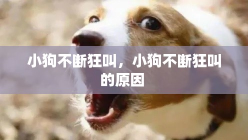 小狗不断狂叫,小狗不断狂叫的原因
