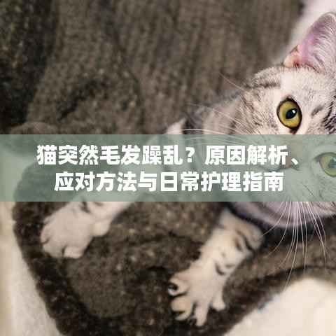 猫突然毛发躁乱?原因解析、应对方法与日常护理指南