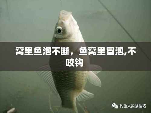 窝里鱼泡不断,鱼窝里冒泡,不咬钩
