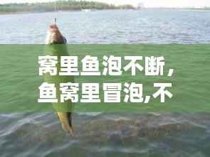 窝里鱼泡不断,鱼窝里冒泡,不咬钩