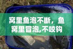 窝里鱼泡不断,鱼窝里冒泡,不咬钩