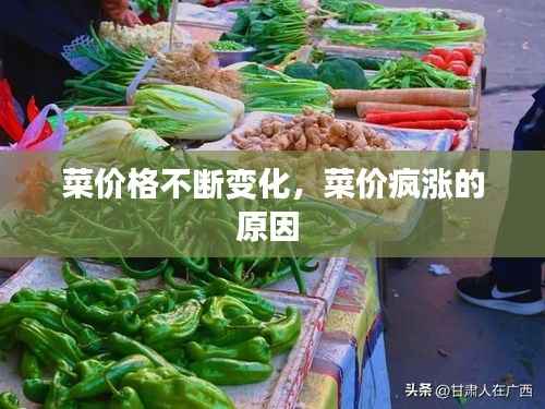菜价格不断变化,菜价疯涨的原因