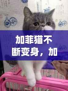 加菲猫不断变身,加菲猫变小