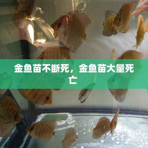 金鱼苗不断死,金鱼苗大量死亡
