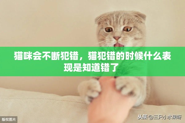 猫咪会不断犯错,猫犯错的时候什么表现是知道错了