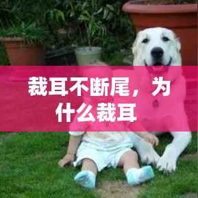 裁耳不断尾,为什么裁耳