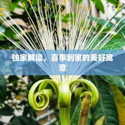 独家解读,喜事到家的美好寓意