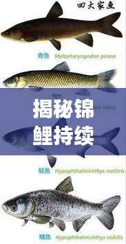 揭秘锦鲤持续排便背后的秘密与养护秘籍!