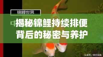 揭秘锦鲤持续排便背后的秘密与养护秘籍!