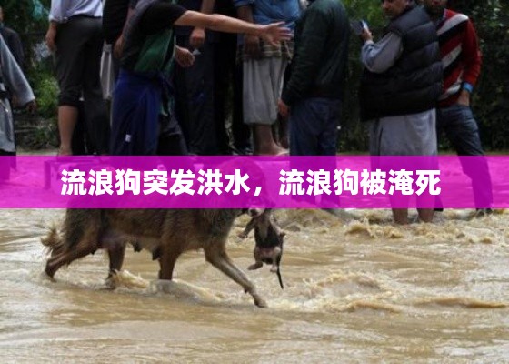 流浪狗突发洪水,流浪狗被淹死