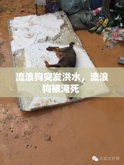 流浪狗突发洪水,流浪狗被淹死