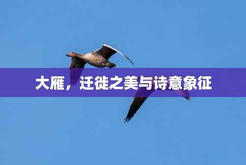 大雁,迁徙之美与诗意象征