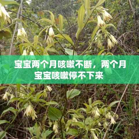 宝宝两个月咳嗽不断,两个月宝宝咳嗽停不下来