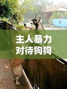 主人暴力对待狗狗,引发深思与行动呼吁