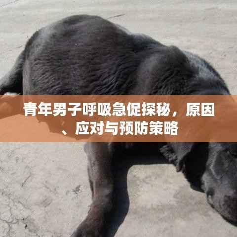 青年男子呼吸急促探秘，原因、应对与预防策略