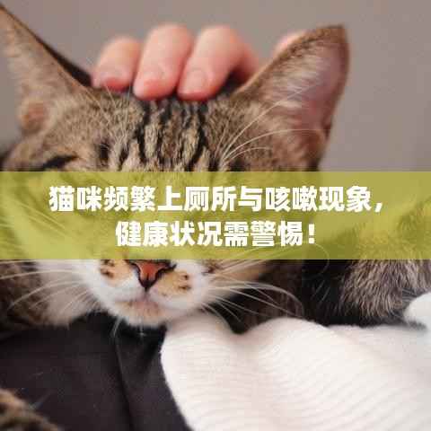猫咪频繁上厕所与咳嗽现象,健康状况需警惕!