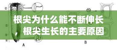 根尖为什么能不断伸长,根尖生长的主要原因