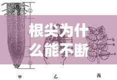 根尖为什么能不断伸长,根尖生长的主要原因