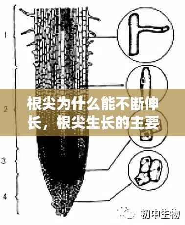 根尖为什么能不断伸长,根尖生长的主要原因