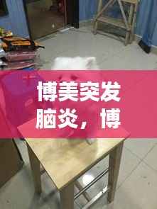 博美突发脑炎,博美生病