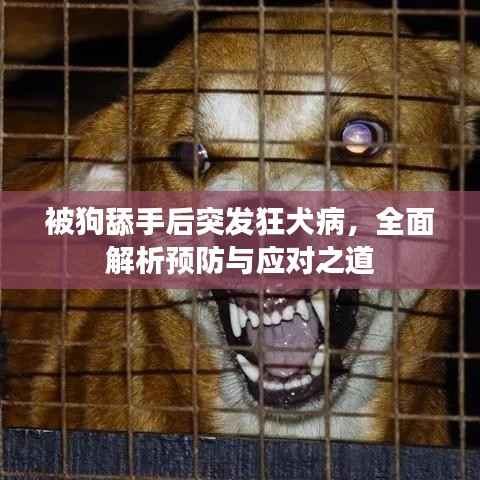 被狗舔手后突发狂犬病，全面解析预防与应对之道