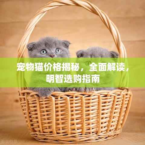 宠物猫价格揭秘，全面解读，明智选购指南