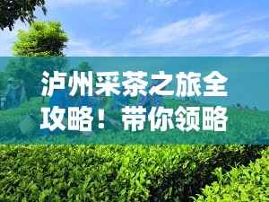 泸州采茶之旅全攻略!带你领略独特茶香与美景