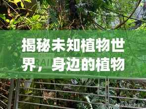 揭秘未知植物世界,身边的植物识别与探索之旅