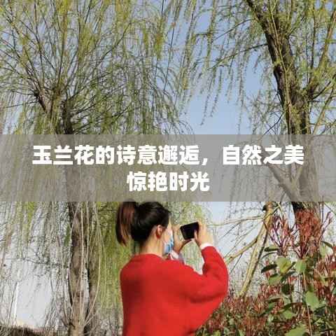 玉兰花的诗意邂逅,自然之美惊艳时光