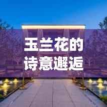 玉兰花的诗意邂逅,自然之美惊艳时光