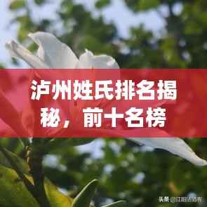泸州姓氏排名揭秘，前十名榜单全解析！